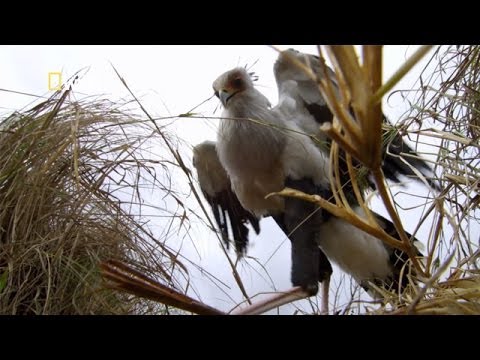 Vidéo: Secrétaire oiseau ou serpent ?