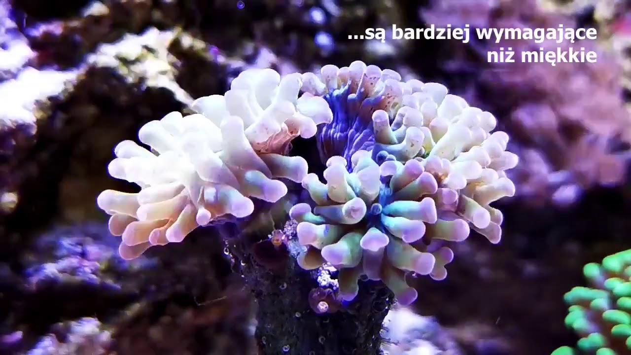 Koralowce LPS - wielkopolipowe piękności