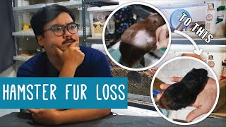 Hamster Fur Loss