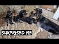 I Can't Believe My German Shepherd Is Doing This To Her Puppies Already!