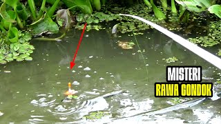 GEMPAR...!!! Pemancing Liar Merinding Melihat Ikan Sebesar-Besar Ini Di Rawa Gondok