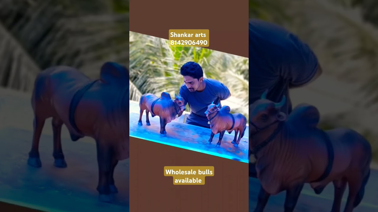 Ongole wholesale bulls