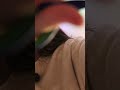 ASMR te corto el pelo