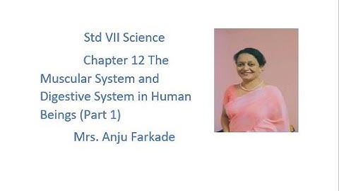 Science Chapter 12  The Muscular System And Digestive System In Human Beings (Part 1 ) std 7
