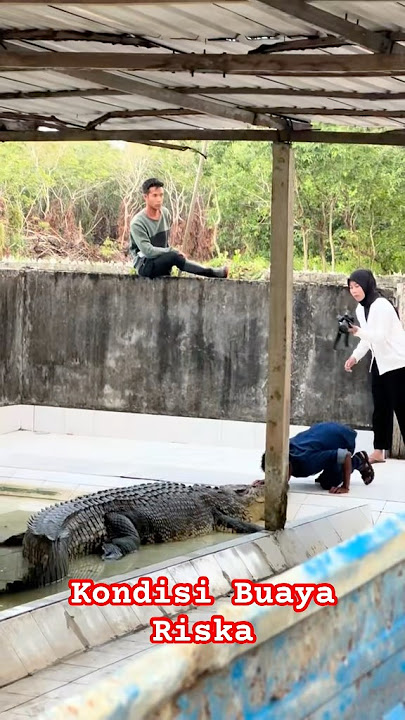 Kondisi Buaya Riska #buaya #predator #beranda #kalimantan