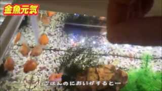 Gex かわいい ピンポンパール Youtube Gex かわいい ピンポンパール Youtube
