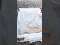 「金色」ハブ発見 豊見城市で