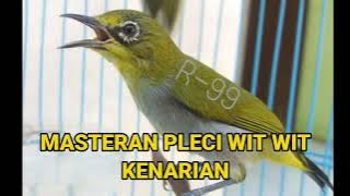 MASTERAN PLECI NEMBAK WIT WIT KENARI