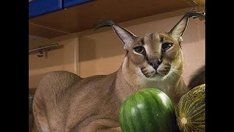 [PB] TGM3 Shirase S5 Ranking in 3:36.9