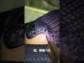 蛇卵食べる