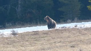 This grizzly did not see me on Grizzly Ridge - Yellowstone Ecosystem