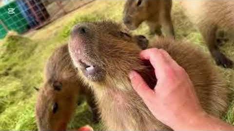 Capybara la la la - Nhạc thiếu nhi vui nhộn