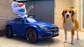 Frozen Olaf vs Dogs PRANK | Funny Dogs Louie and Marie