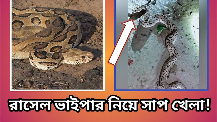 জ্যান্ত রাসেলস্ ভাইপার ধরে নিয়ে আসলো যশোর!