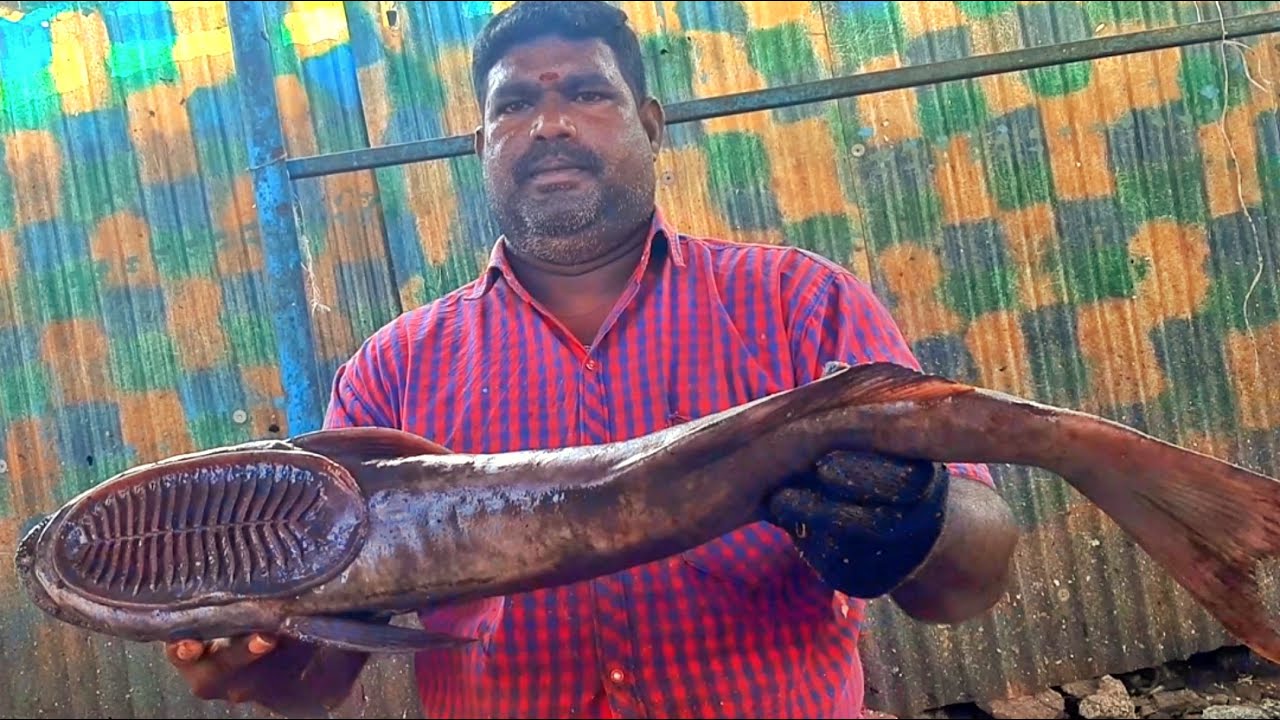 4KG GUM FISH APPUKUTTY MEEN YouTube