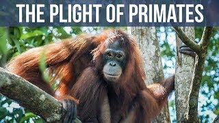 Pony the Orangutan Slave, and the Plight of Primates