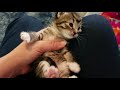 3 week old kittens - Characteristics - How to tell gender boy or girl