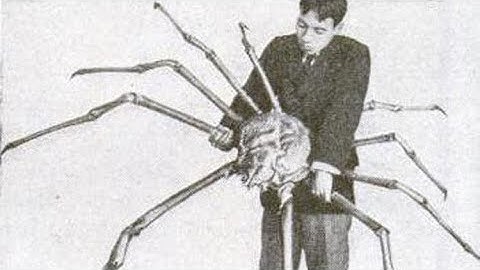 LARGEST CRAB ON EARTH??! JAPANESE SPIDER CRAB
