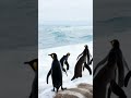 beautiful animals in the wild animals video #viral #penguin #animals #fishing#ai #shortvideo #nature