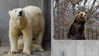 Polar Bear mother is worried ララが気になる存在