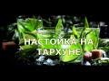 Настойка на тархуне Эстрагон Абсент отдыхает #настойка #тархун #абсент #рецепт