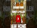 Sesame Comb Honey & Pollen #buzz #buzzbees #honey #bee #pollen #rawhoney #rawhoneycomb #shorts