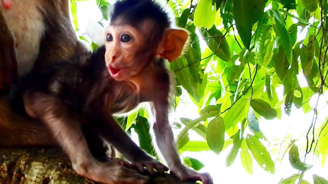pigtail drain Gino Baby monkey Needs Free_he Crying For Mom Help