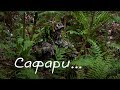 Сафари/Safari. Страйкбол в Сочи. Airsoft sniper.