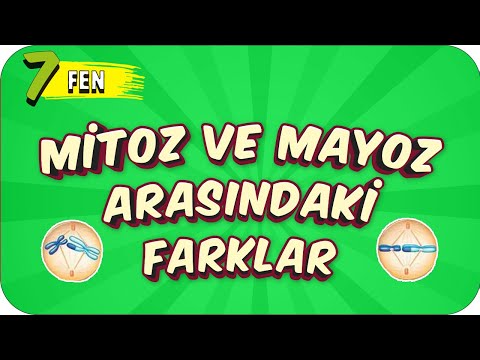 7. Sınıf Fen: Mitoz ve Mayoz Bölünme Arasındaki Farklar #2022