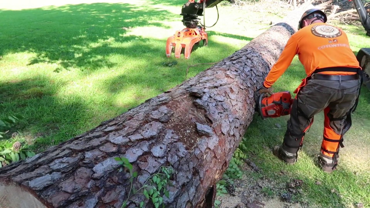Big dead pine tree takedown between 2 houses - YouTube