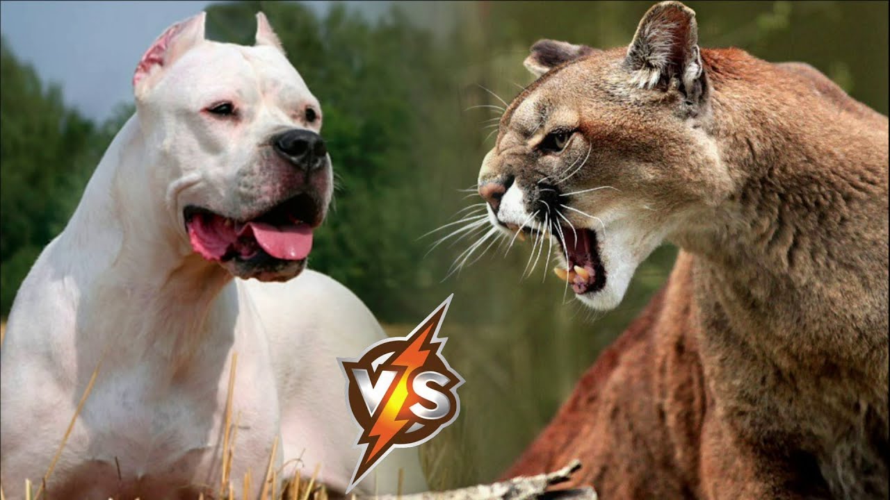 DOGO ARGENTINO VS PUMA AND JAGUAR. Can a dog beat a wild cat? - YouTube