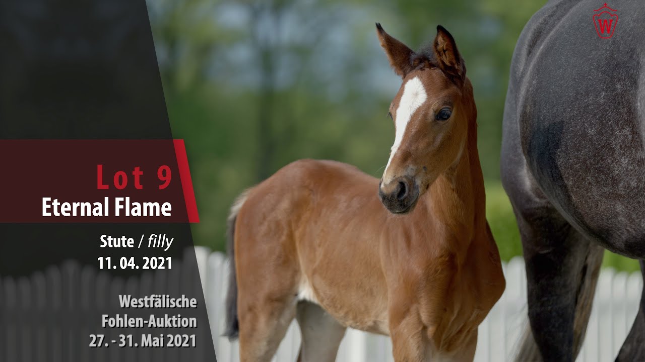 Westf. Online Auktion-Fohlen Lot 9 Eternal Flame Stute v. Emerald v. h. Ruytershof-Cornet Obolensky