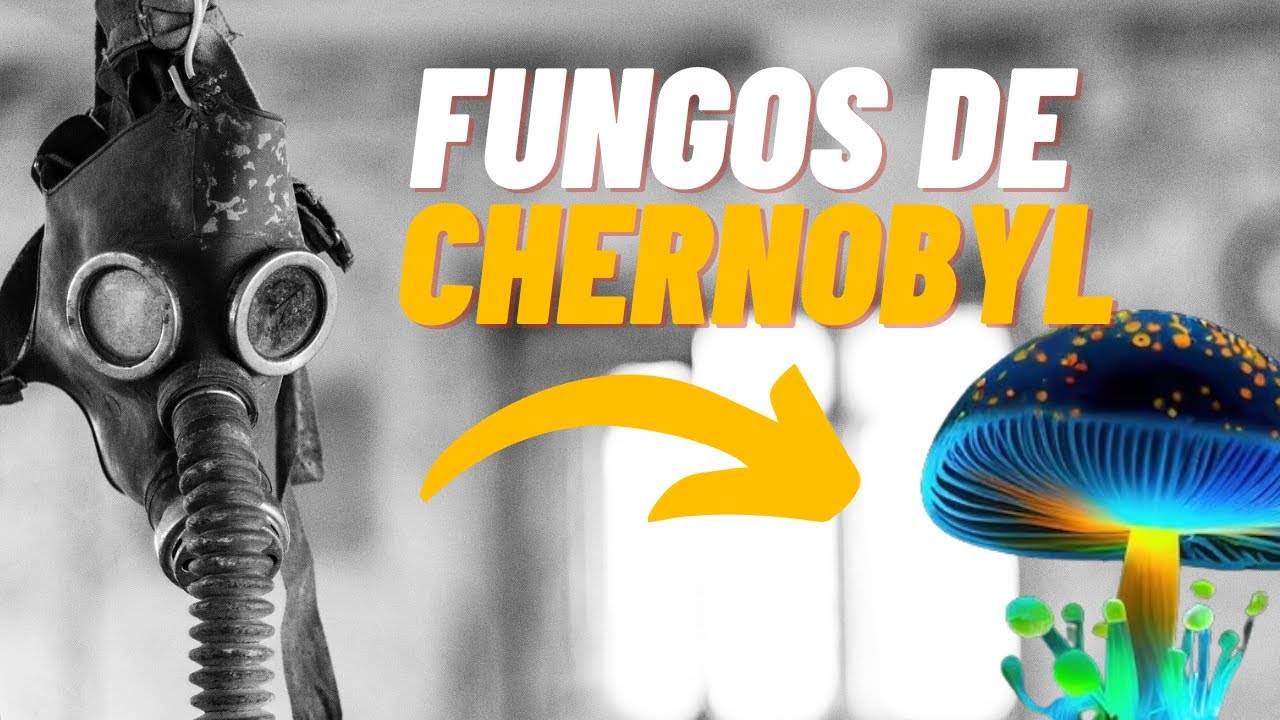 Hongo Radioactivo Isso Foi O Que Aconteceu Com Os Fungos Que Viviam Em Chernobyl – PRWE
