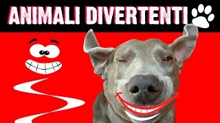 Animali Divertenti | Video Divertenti | Animali insoliti | Risate Assicurate!