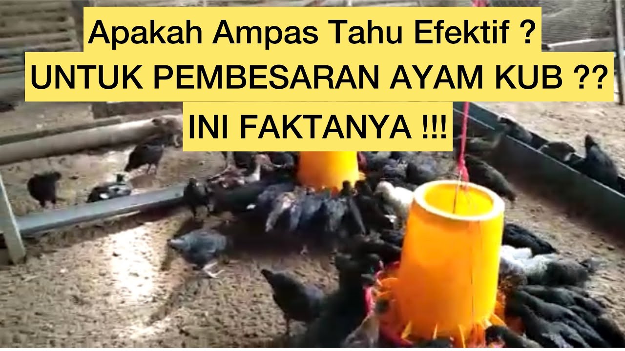 🟥 CARA SUKSES TERNAK AYAM KUB DARI DOC‼️ 