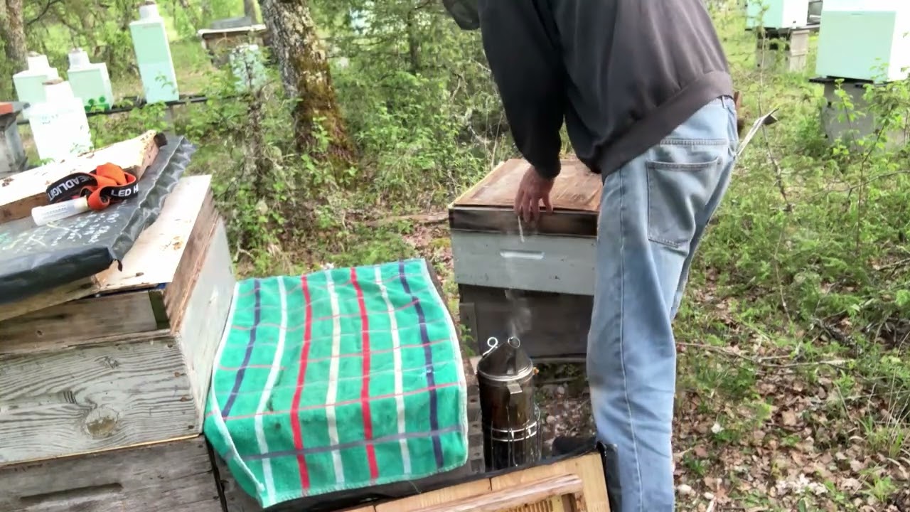 comment élever quelques reines sans matériel de greffage 2