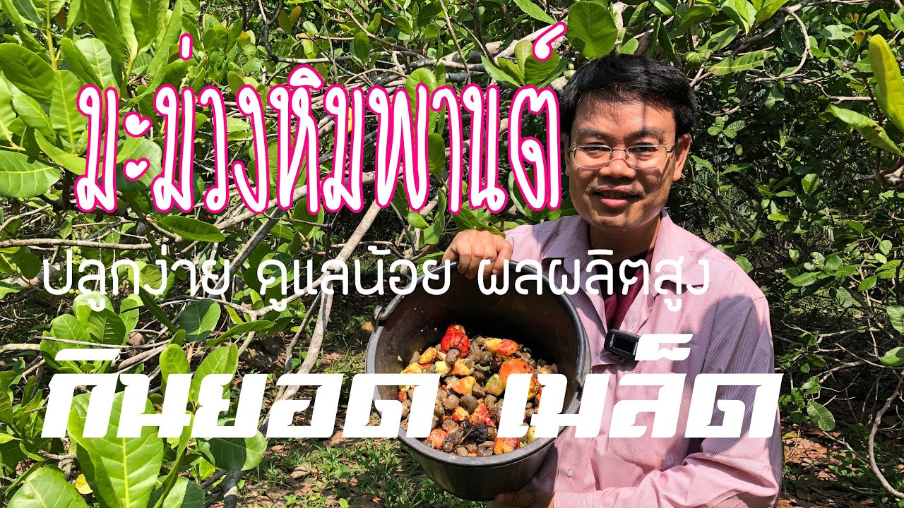 Орехи кешью выращивают ради молодых побегов и жареных семян, которые едят в качестве закуски.