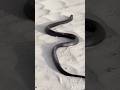 Hawa Mein Udne Wala Saanp? 🤯 Flying Snake Secrets Exposed!