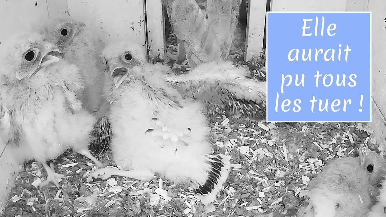 Elle aurait pu tous les tuer ! - 21/06/2025 - Les faucons crécerelles de Théding