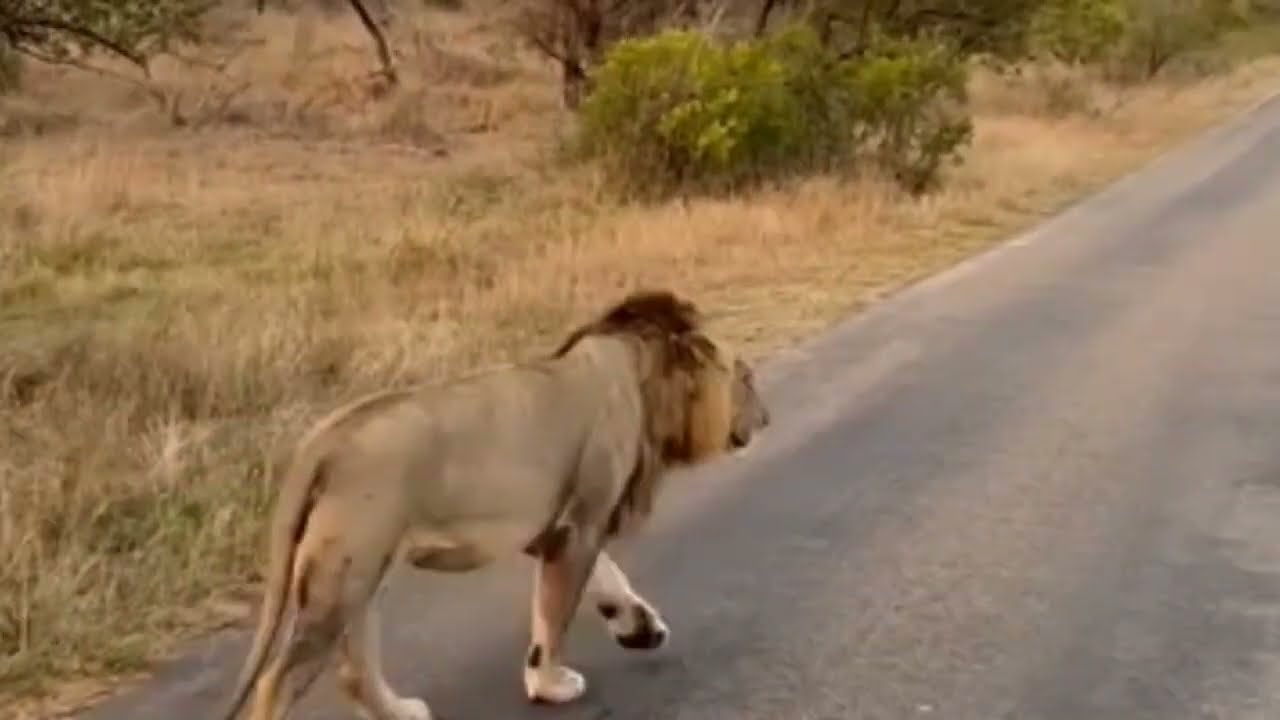 Solo Plains Camp young male Lion, sired by Southern Avoca males | 28 September 2023