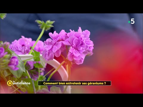 Vidéo: Pourquoi mon géranium a-t-il cessé de fleurir ?