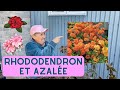 Rhododendrons et azales  comment sen occuper  capsule horticole