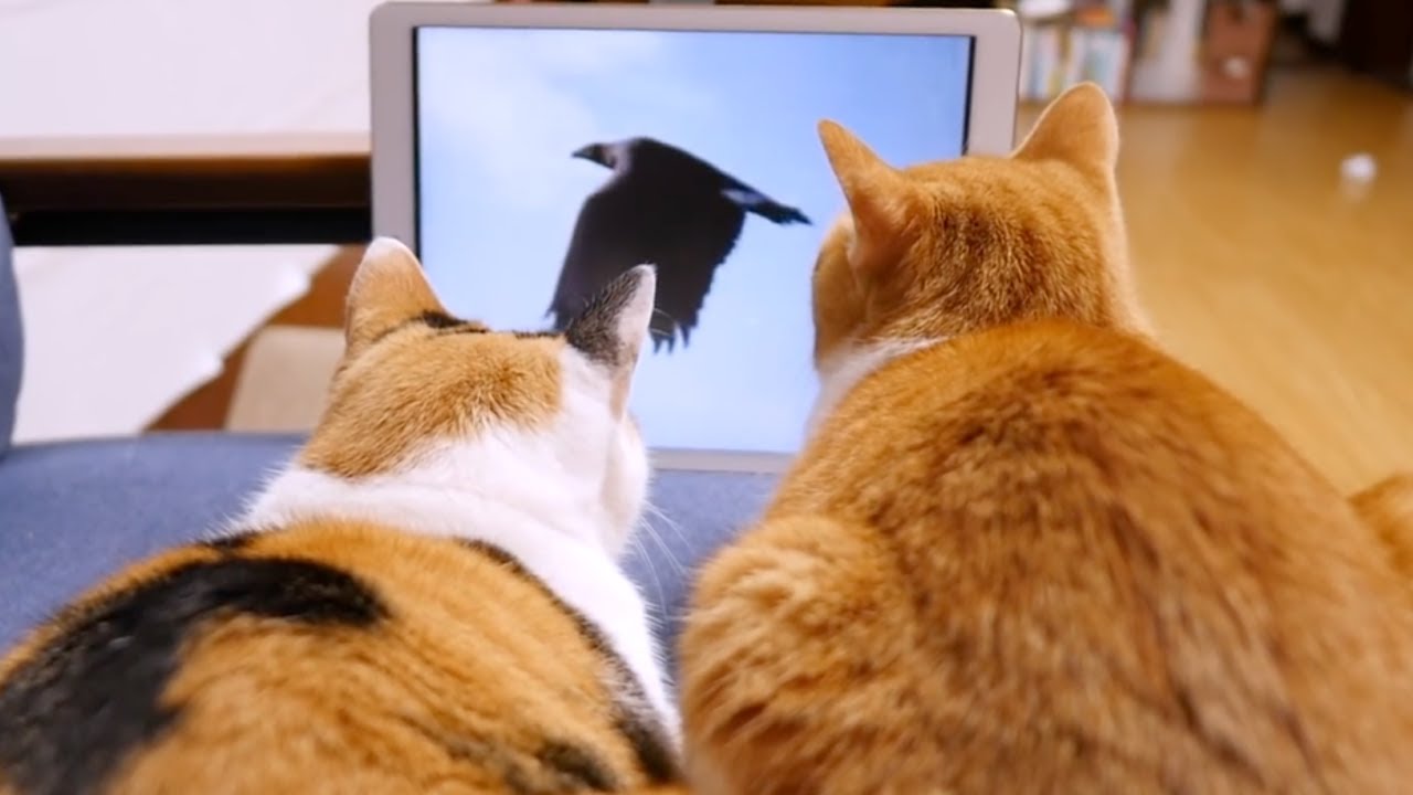 動物の動画を見る猫 YouTube