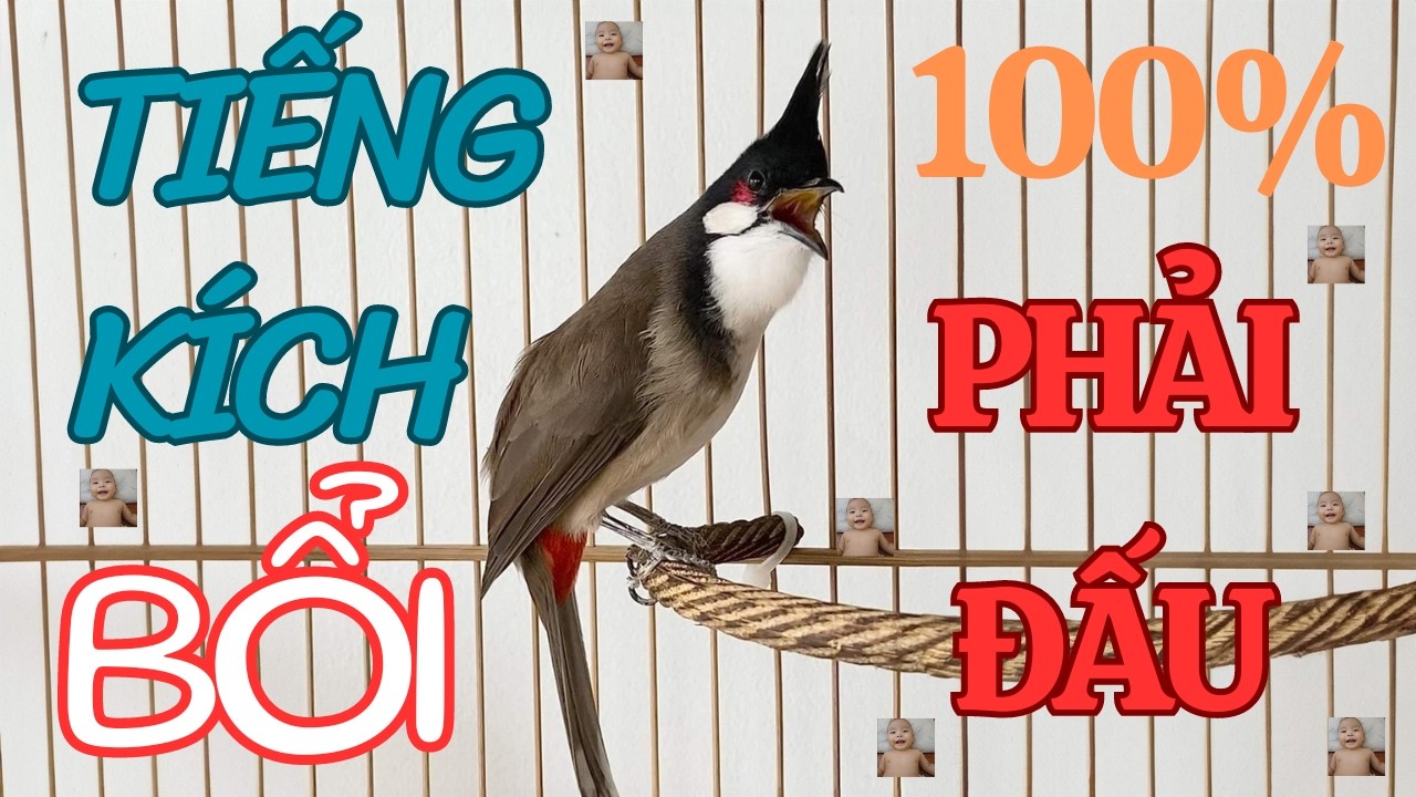 Kích Chào Mào Hót Đấu | Luyện Chào Mào Hót Sáng Kích Bổi Ra Giọng. Chào Mào Kích Trống Hót Căng Lửa