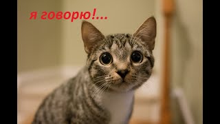 Супер Приколы С Животными 😀 Смешные Коты 😂 Приколы С Собаками 🐶 Говорящие Коты 😺