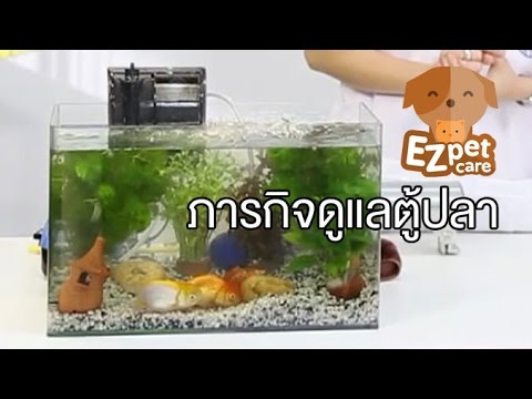 วีดีโอ: วิธีดูแลตู้ปลา