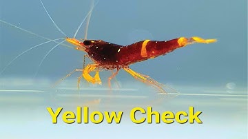 Bí Quyết Nuôi Tép Sulawesi Yellowcheck - Hướng Dẫn Từ A đến Z