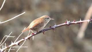 Chochin (Troglodytes troglodytes)