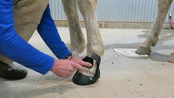 Easyboot Glove Soft Application and Removal