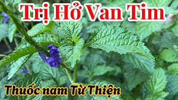 TNPH - Cây trị Hở van Tim rất hay.